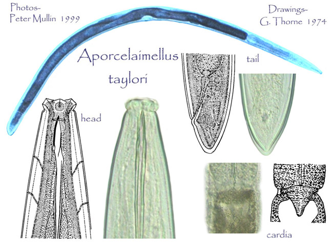 Представитель Семейства Aporcelaimidae